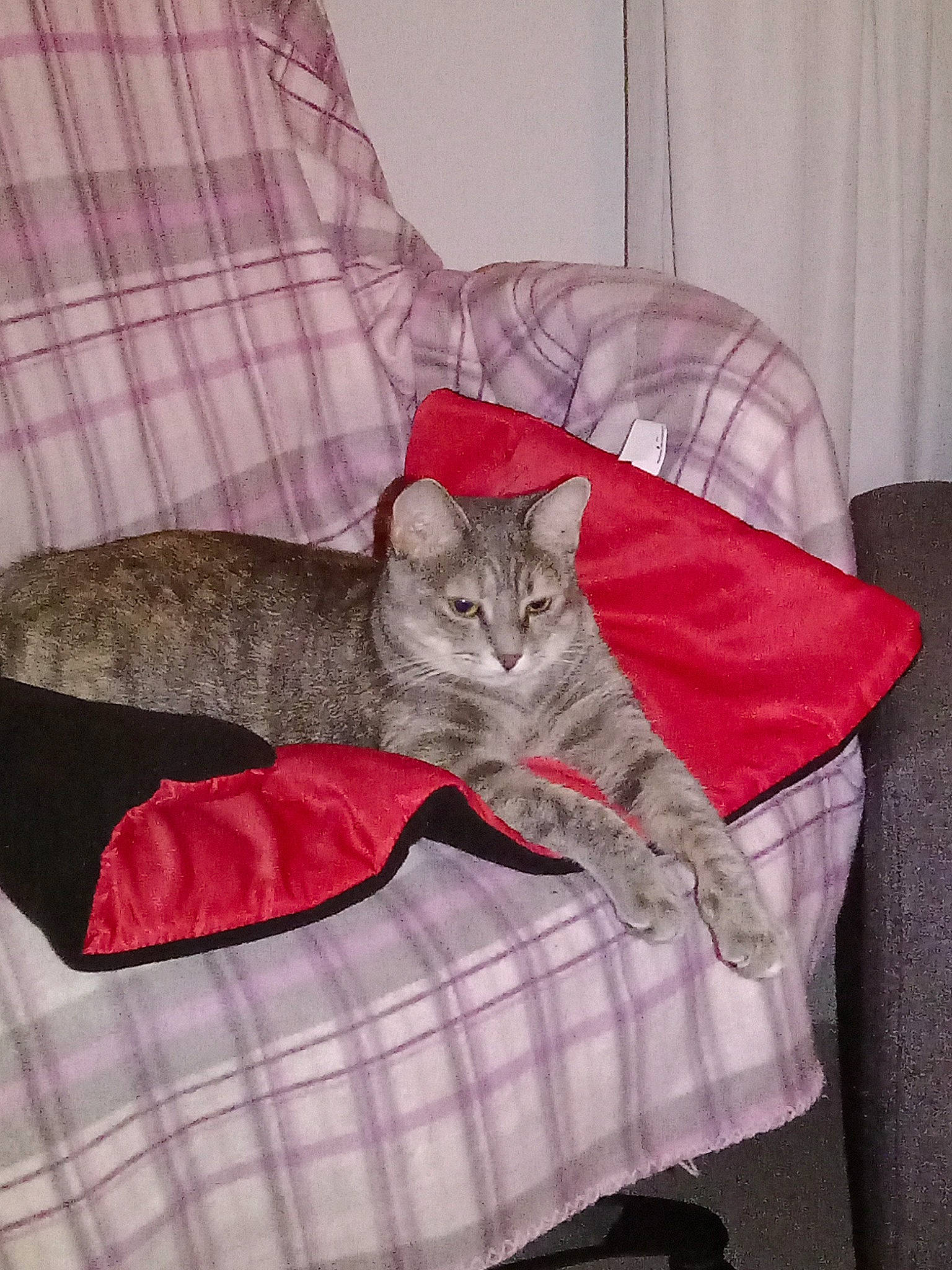 Moumouche participe au concours pour gagner de l'argent avec cette photo : bed, carnivore, cat, cat_bed, cat_supply, comfort, couch, domestic_short_haired_cat, felidae, fur, grey, linens, mammal, pattern, pet_supply, sleeve, small_to_medium_sized_cats, tail, textile, whiskers