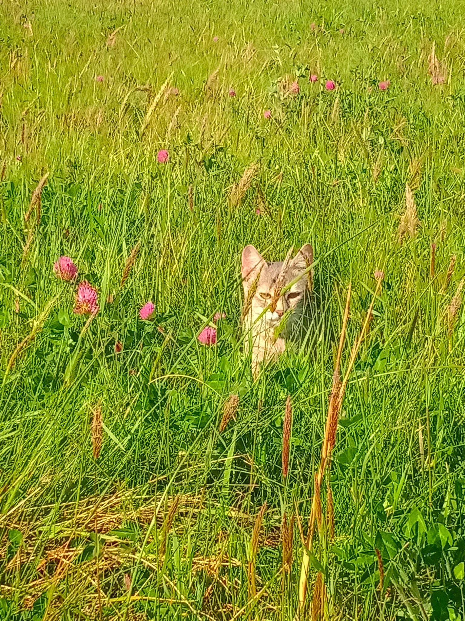 Moumouche a rejoint le concours — aidez-le/la à gagner de superbes lots ! fawn, field, flower, flowering_plant, grass, grass_family, grassland, groundcover, herbaceous_plant, hierochloe, meadow, natural_landscape, pasture, people_in_nature, petal, plant, prairie, sweet_grass, terrestrial_animal, terrestrial_plant