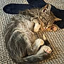Câlin a rejoint le concours — aidez-le/la à gagner de superbes lots ! kitten, cat, sleeping, fur, tabby, paw, tail, carpet, texture, indoor, cozy, cute, nap, black_socks, rest, animal, pet, small, whiskers, feline