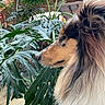 animal, black_and_tan, botanical_garden, close_up, collie, dog, eye, fur, greenery, leaves, long_hair, mane, nose, outdoor, pet, portrait, profile, snout, tropical_plants, white_fur