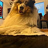 brown_and_white, canine, close_up, cozy, dog, fluffy, fur, furniture, home, indoor, long_hair, low_angle, open_mouth, pet, portrait, relaxed, sitting, smiling, warm_lighting, window