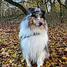 Vasco De Gama a rejoint le concours — aidez-le/la à gagner de superbes lots ! animal, autumn, black_fur, blue_merle, brown_fur, canine, dog, fallen_leaves, fluffy, forest, long_hair, nature, outdoors, pet, portrait, rough_collie, sitting, trees, white_fur, woodland