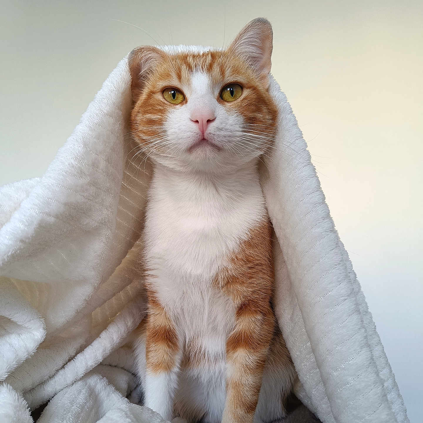 Paquito