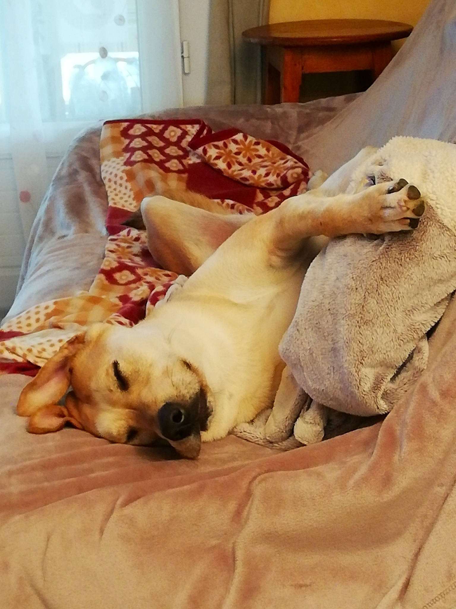 Belle participe au concours pour gagner de l'argent avec cette photo : bedding, canidae, carnivore, comfort, companion_dog, dog, dog_breed, dog_supply, fawn, felidae, fur, linens, nap, paw, room, snout, sporting_group, tail, whiskers, working_animal