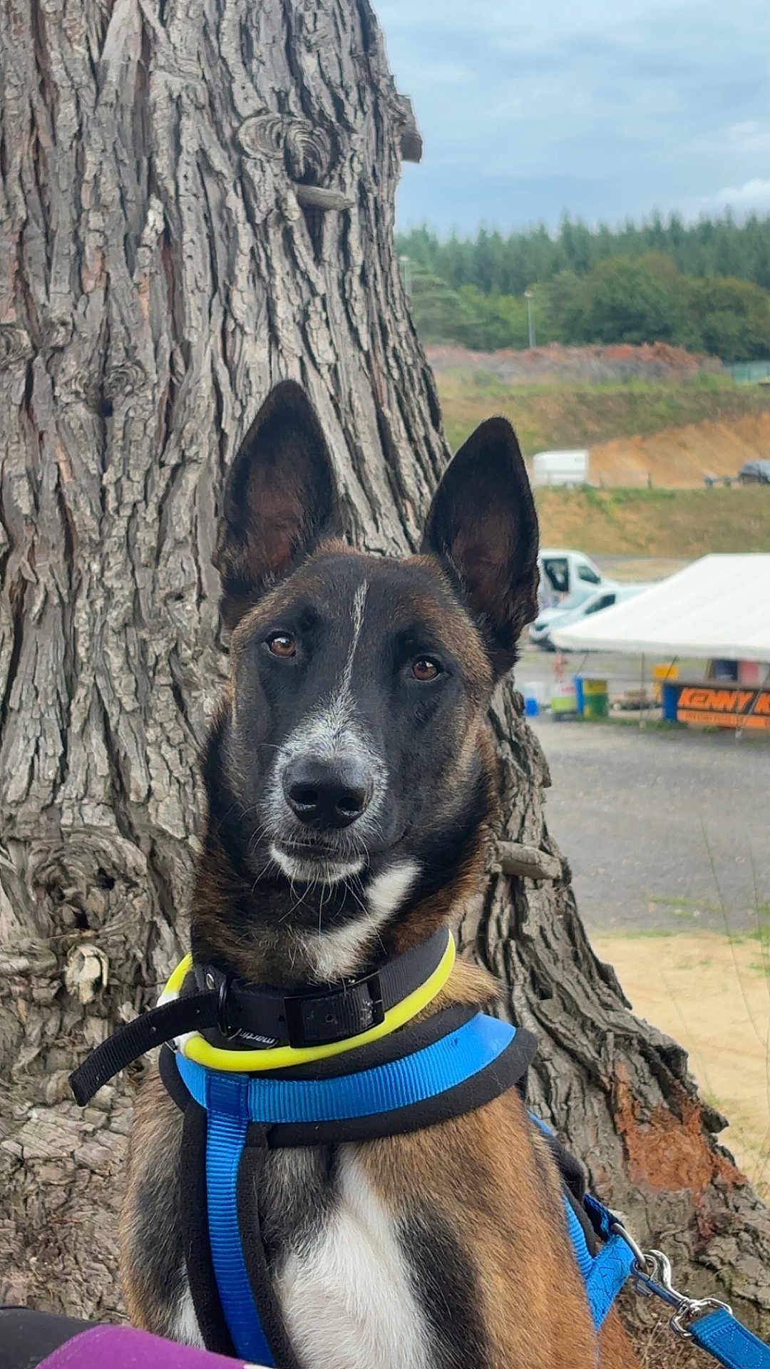 Bulma a rejoint le concours — aidez-le/la à gagner de superbes lots ! dog, canine, pet, animal, tree, outdoor, harness, collar, brown_fur, black_fur, white_fur, ears_up, alert, nature, sky, tent, vehicle, leash, portrait, background