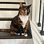 cat, calico_cat, feline, pet, stairs, wooden_steps, green_eyes, whiskers, sitting, indoor, staircase_railing, baluster, white_wall, fur, paws, portrait, curious, domestic_animal, tabby_pattern, nose