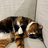 Snickers joined the competition — help win amazing prizes! cat, calico_cat, pet, feline, sofa, couch, upholstery, fabric_texture, indoor, cozy, paw, whiskers, green_eyes, lounging, relaxed, close_up, fur, tri_color, home, portrait