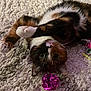 Snickers is registered to the contest to win money with this photo: cat, calico_cat, pet, indoor, rug, carpet, toy, foil_ball, playful, paw, whiskers, lying_down, upside_down, closeup, green_eyes, fur, domestic_animal, home_interior, cute, relaxed