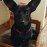 Bigmac is registered to the contest to win money with this photo: dog, black_dog, pet, animal, chair, wooden_chair, red_collar, indoor, looking, ears, table, furniture, domestic, canine, sitting, curious, attention, floor, home, companion