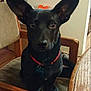 dog, black_dog, pet, animal, chair, wooden_chair, red_collar, indoor, looking, ears, table, furniture, domestic, canine, sitting, curious, attention, floor, home, companion