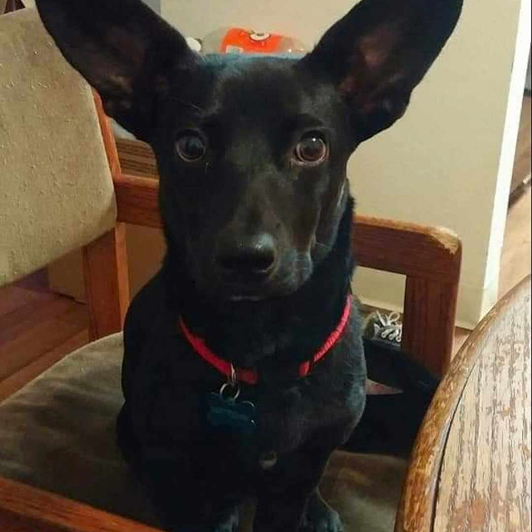 Bigmac is registered to the contest to win money with this photo: animal, attention, black_dog, canine, chair, companion, curious, dog, domestic, ears, floor, furniture, home, indoor, looking, pet, red_collar, sitting, table, wooden_chair