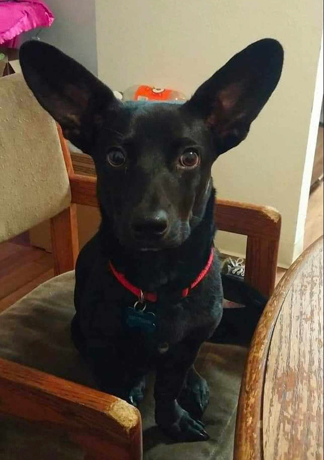 Bigmac is registered to the contest to win money with this photo: dog, black_dog, pet, animal, chair, wooden_chair, red_collar, indoor, looking, ears, table, furniture, domestic, canine, sitting, curious, attention, floor, home, companion
