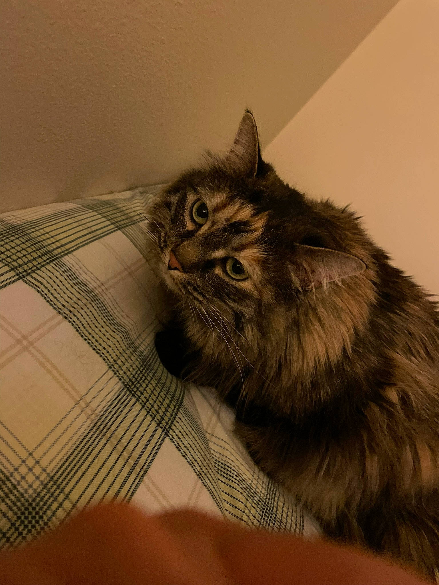 Koko joined the competition — help win amazing prizes! black_cat, box, carnivore, cat, claw, comfort, domestic_short_haired_cat, eye, felidae, flooring, fur, maine_coon, paw, small_to_medium_sized_cats, snout, tail, whiskers