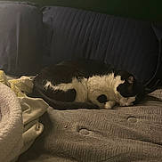 Buddy is registered to the contest to win money with this photo: animal, bed, black_and_white, blanket, cat, cozy, domestic, feline, fur, home, indoor, mattress, nap, pet, pillow, quiet, relaxation, resting, sleeping, soft