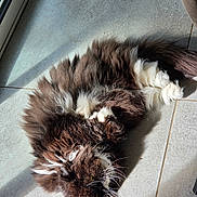 Choupie Et Ibis a rejoint le concours — aidez-le/la à gagner de superbes lots ! cat, fluffy, long_hair, brown_and_white, pet, feline, whiskers, tail, paws, sleeping, relaxed, lying_down, sunlight, indoor, floor, tiles, window, shadow, portrait, cute