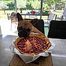 dog, french_bulldog, raspberry, birthday_candle, cake, table, chair, window, garden, outdoor, daylight, food, dessert, cutting_board, pet, curious, sniffing, celebration, indoor, kitchen