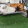 dog, french_bulldog, pet_bed, outdoor, grass, resting, white_dog, tan_dog, animal, companionship, sniffing, nuzzling, paw, ear, face, relaxing, patio, fence, canine, friendship