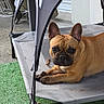 dog, french_bulldog, pet, canopy, dog_bed, outdoor, green_grass, paw, muzzle, ears, face, resting, curious, animal, concrete, furniture, playful, brown_fur, canine, relaxed