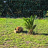 Aribo a rejoint le concours — aidez-le/la à gagner de superbes lots ! canine, daylight, dog, fence, garden, grass, greenery, leaves, nature, outdoor, peaceful, pet, plant, resting, shrubbery, sleeping, small_palm, sunlight, tan_dog, yard