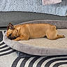 dog, sleeping, dog_bed, brown_dog, indoor, rug, couch, furniture, resting, pet, canine, cozy, relaxed, living_room, floor, home, animal, sleep, comfort, nap