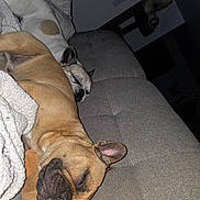 Aribo a rejoint le concours — aidez-le/la à gagner de superbes lots ! animal, blanket, brown_dog, bulldog, couch, dog, dogs, french_bulldog, home, indoor, lying_down, pet, plush_toy, relaxed, resting, sleeping, sleepy, snout, sofa, white_dog