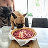 dog, french_bulldog, raspberry_tart, cake, birthday_candle, table, cutting_board, person, towel, glasses, indoor, kitchen, sniffing, celebration, food, dessert, marble_table, chair, window, daylight