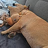dog, plush_toy, moose_toy, couch, blanket, brown_dog, sleeping, cozy, indoor, pet, fur, relaxation, animal, stuffed_animal, soft_toy, home, resting, paw, fabric, comfort