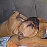dog, sleeping, couch, plush_toy, brown_dog, pet, indoor, relaxed, nap, canine, fur, cute, companion, resting, animal, cozy, home, comfort, paw, snout
