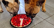 Aribo a rejoint le concours — aidez-le/la à gagner de superbes lots ! dog, french_bulldog, raspberry, cake, candle, birthday, pet, indoor, floor, tile, sniffing, celebration, food, animal, cute, brown, white, closeup, two_dogs, party
