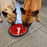 dog, french_bulldog, raspberry, cake, candle, birthday, pet, indoor, floor, tile, sniffing, celebration, food, animal, cute, brown, white, closeup, two_dogs, party