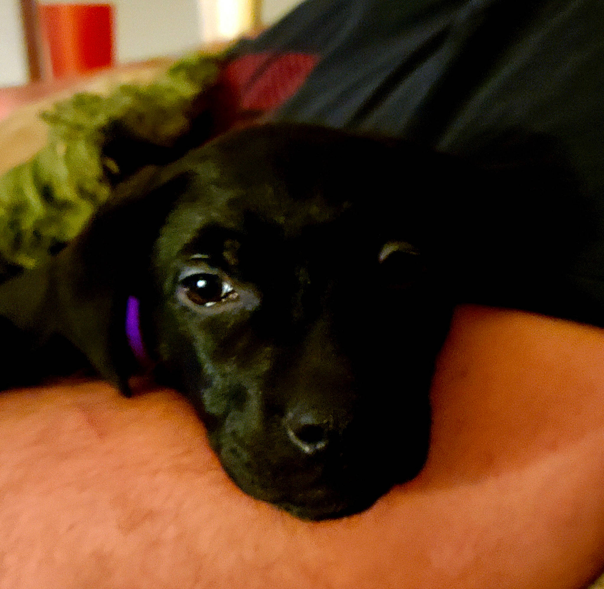 Morgan joined the competition — help win amazing prizes! borador, canidae, carnivore, comfort, companion_dog, dog, dog_breed, ear, fawn, fur, guard_dog, labrador_retriever, liver, paw, plant, retriever, snout, sporting_group, whiskers, working_animal