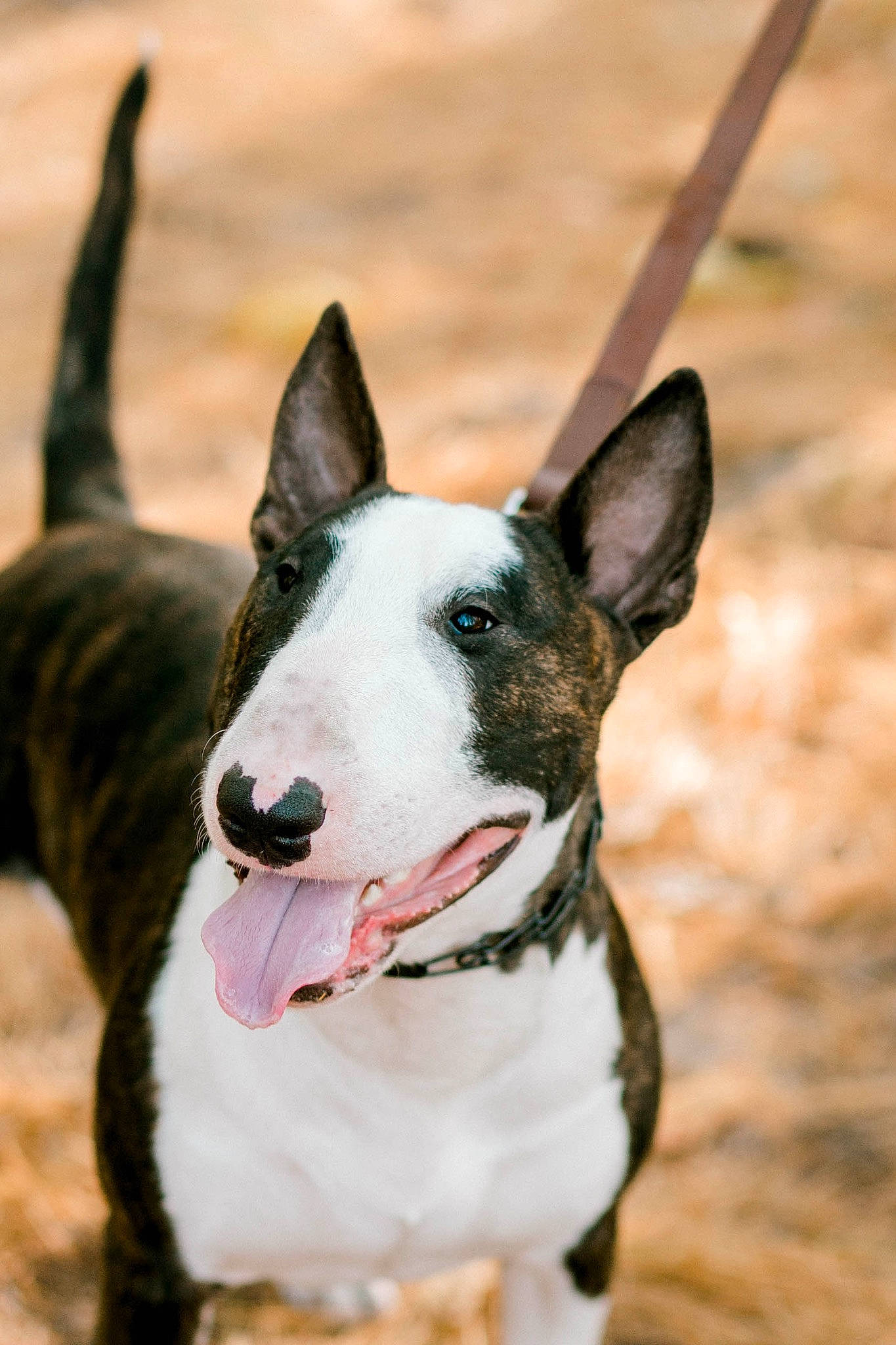 Weston is registered to the contest to win money with this photo: ancient_dog_breeds, art, bicycle, bull_terrier, bull_terrier_miniature, canidae, carnivore, collar, companion_dog, dog, dog_breed, dog_collar, dog_supply, foot, non_sporting_group, snout, sporting_group, whiskers, working_animal, working_dog