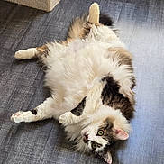 Pikachu a rejoint le concours — aidez-le/la à gagner de superbes lots ! cat, long_hair_cat, fluffy, belly_up, green_eyes, indoor, hardwood_floor, pet, tabby_pattern, white_fur, relaxed, playful, paw, whiskers, ear_tufts, floor_texture, fur, lounging, looking_at_camera, furniture_corner