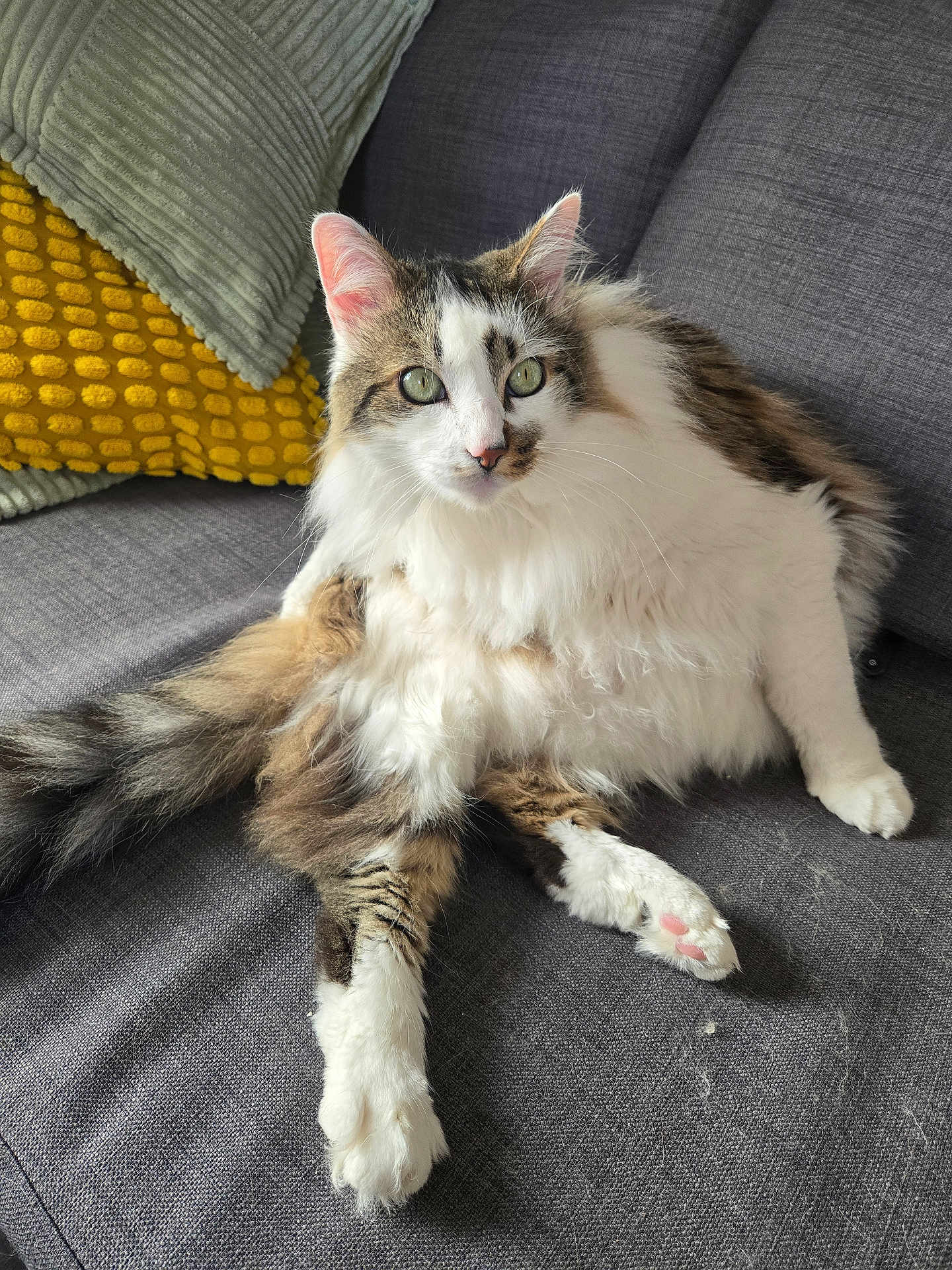 Pikachu participe au concours pour gagner de l'argent avec cette photo : cat, feline, long_hair, fluffy, paw, paw_pad, green_eyes, sofa, couch, pillow, yellow_pillow, gray_fabric, indoor, pet, sitting, whiskers, tail, fur, relaxed, cozy