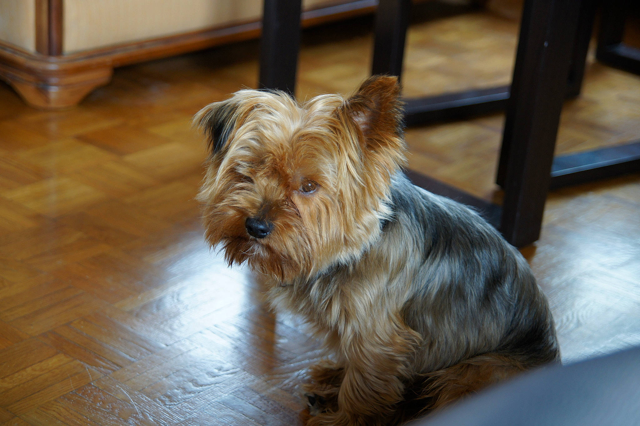 Bilou participe au concours pour gagner de l'argent avec cette photo : canidae, carnivore, companion_dog, dog, dog_breed, fawn, flooring, fur, hardwood, liver, small_terrier, snout, sporting_group, terrier, toy_dog, wood, working_animal, working_terrier, yorkipoo, yorkshire_terrier