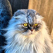Rina participe au concours pour gagner de l'argent avec cette photo : cat, fluffy, yellow_eyes, long_hair, portrait, pet, feline, animal, close_up, outdoor, soft_light, whiskers, face, fur, cute, domestic_cat, curious, majestic, calm, background_blur