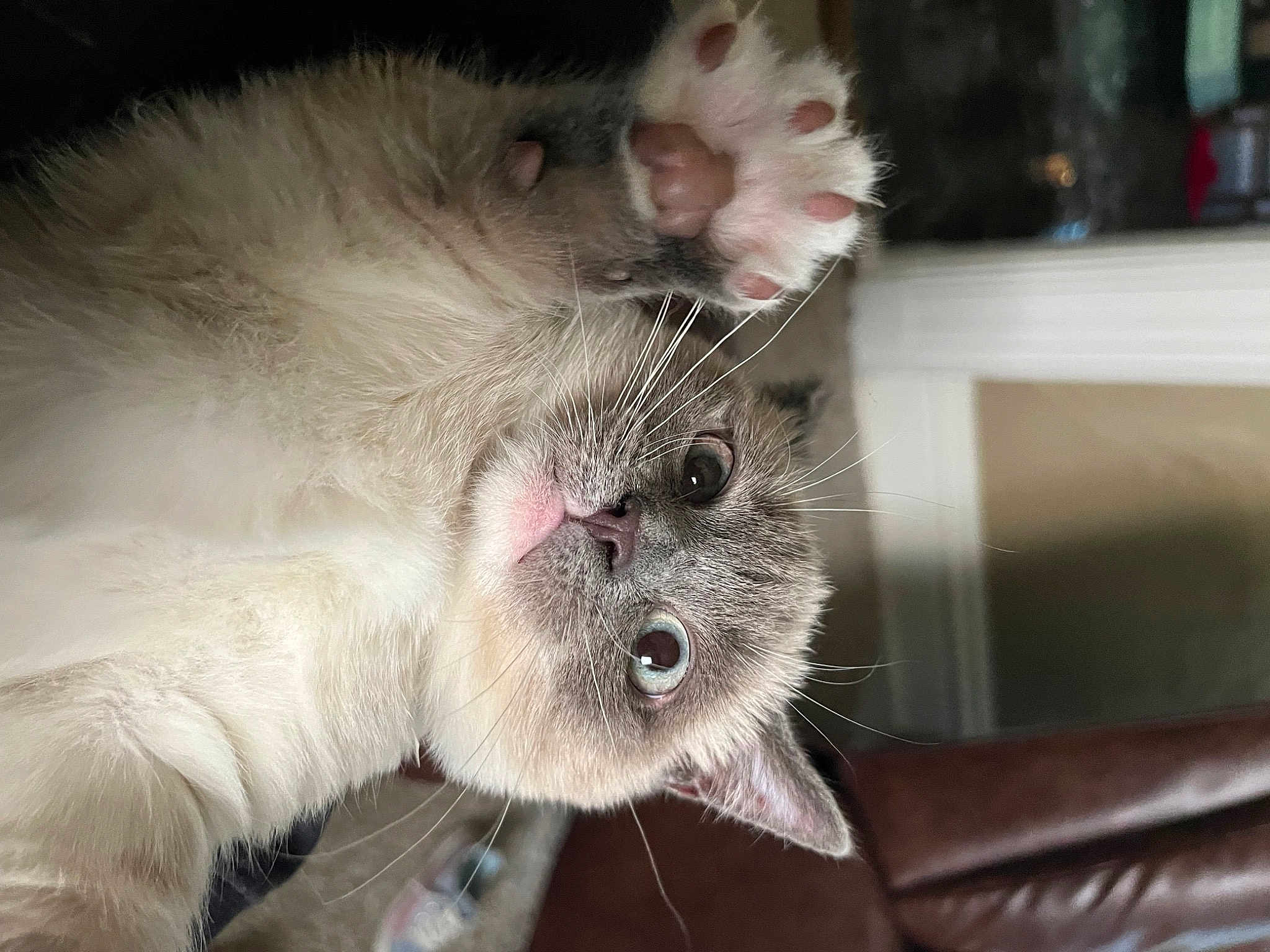 Munchkin