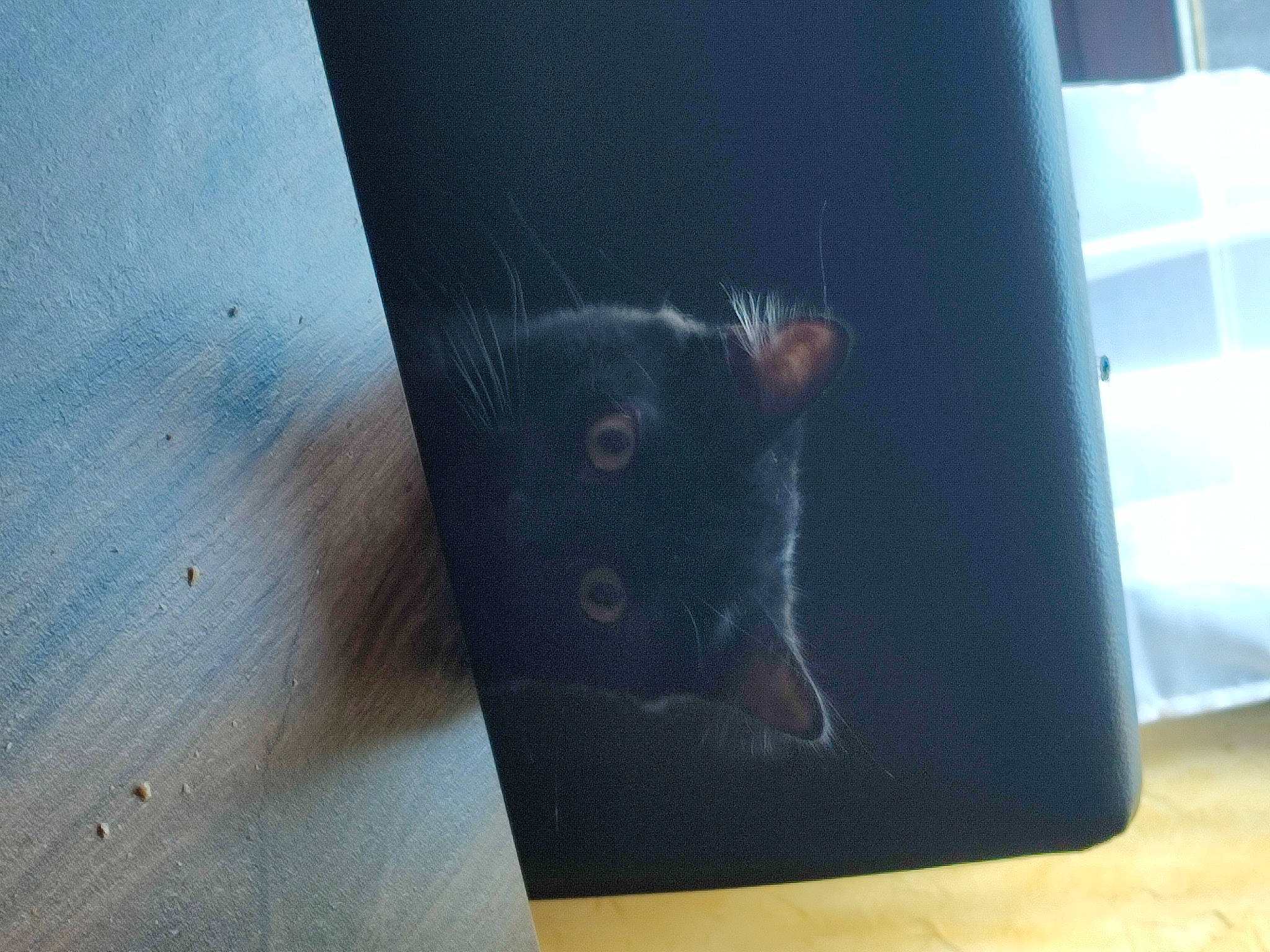 Shyra a rejoint le concours — aidez-le/la à gagner de superbes lots ! black_cat, box, carnivore, cat, chartreux, domestic_short_haired_cat, electric_blue, felidae, floor, flooring, fur, gadget, hardwood, plywood, small_to_medium_sized_cats, snout, tail, whiskers, window, wood