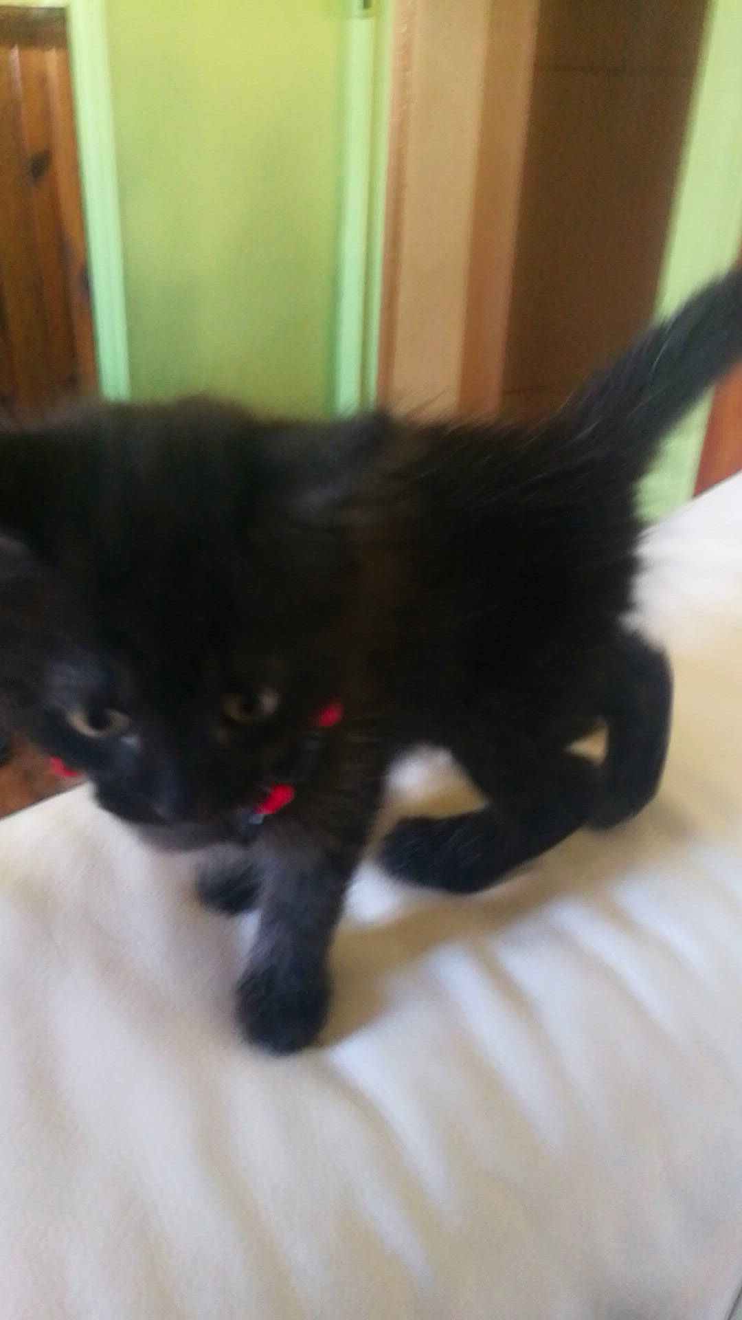 Shyra participe au concours pour gagner de l'argent avec cette photo : black_cat, bombay, canidae, carnivore, cat, claw, comfort, dog_breed, domestic_short_haired_cat, ear, felidae, fur, mammal, paw, small_to_medium_sized_cats, snout, tail, terrestrial_animal, vertebrate, whiskers