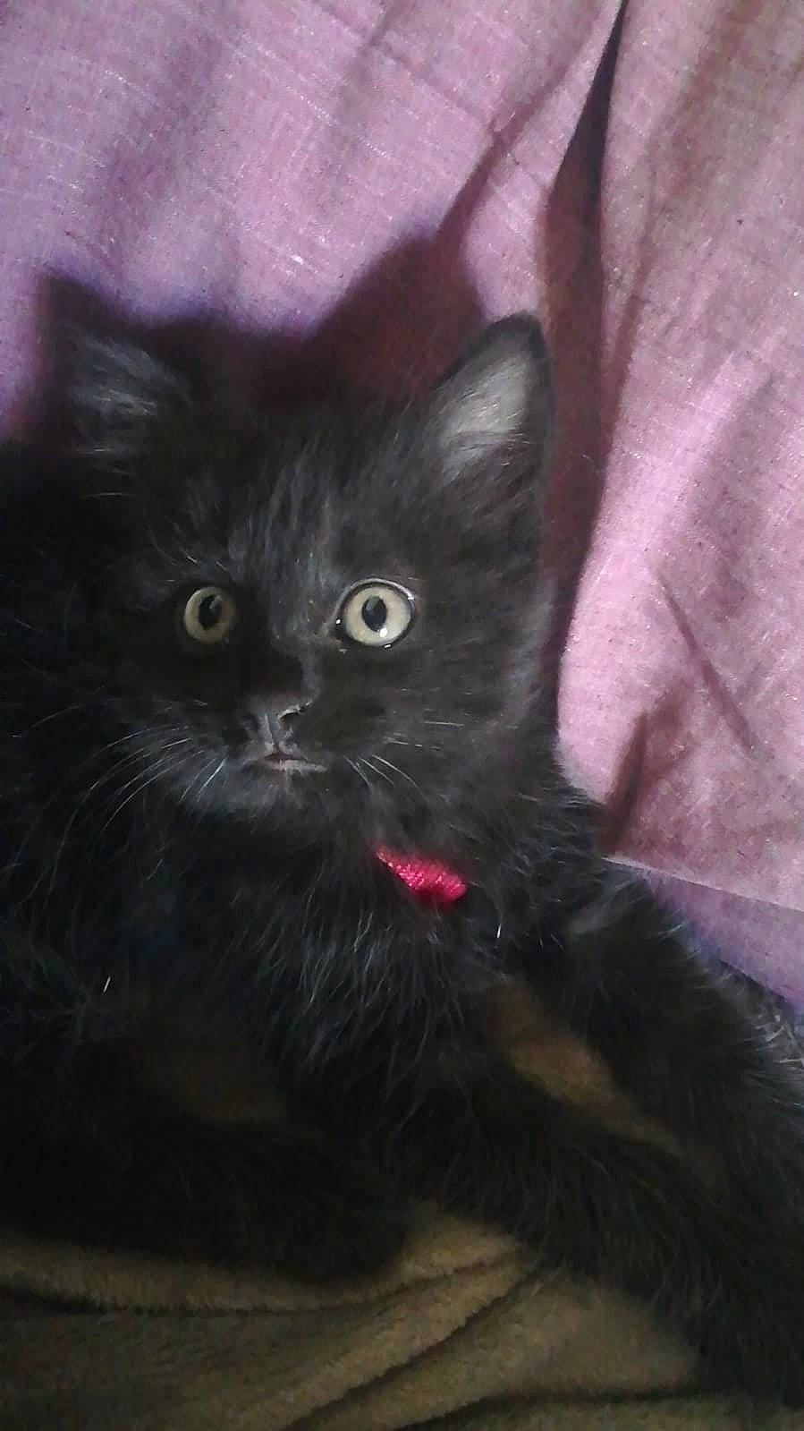 Shyra participe au concours pour gagner de l'argent avec cette photo : black_cat, bombay, carnivore, cat, claw, comfort, domestic_short_haired_cat, electric_blue, felidae, fur, grey, paw, sleeve, small_to_medium_sized_cats, tail, terrestrial_animal, whiskers, window