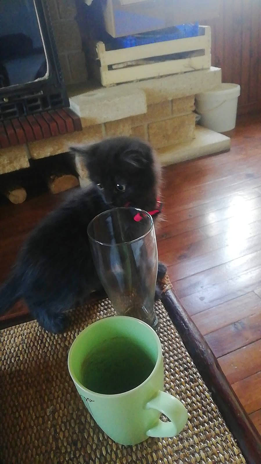 Shyra a rejoint le concours — aidez-le/la à gagner de superbes lots ! carnivore, cat, cat_supply, coffee_cup, companion_dog, couch, cup, dishware, dog_breed, drinkware, felidae, floor, flooring, hardwood, mammal, serveware, tableware, tail, whiskers, wood