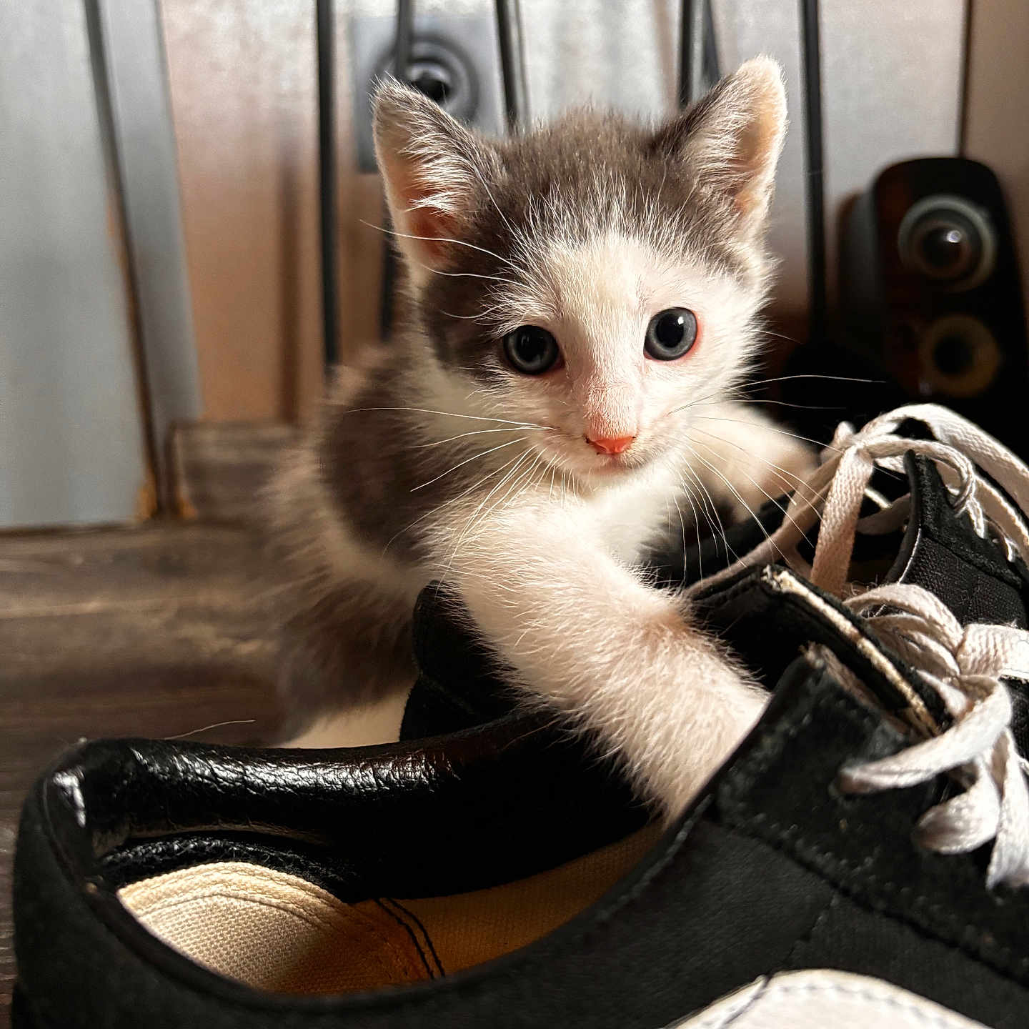Astone participe au concours pour gagner de l'argent avec cette photo : animal, background, black, cat, close_up, curious, ears, feline, indoor, kitten, paw, pet, playful, shoe, small, sneaker, whiskers, white, wooden_floor, young