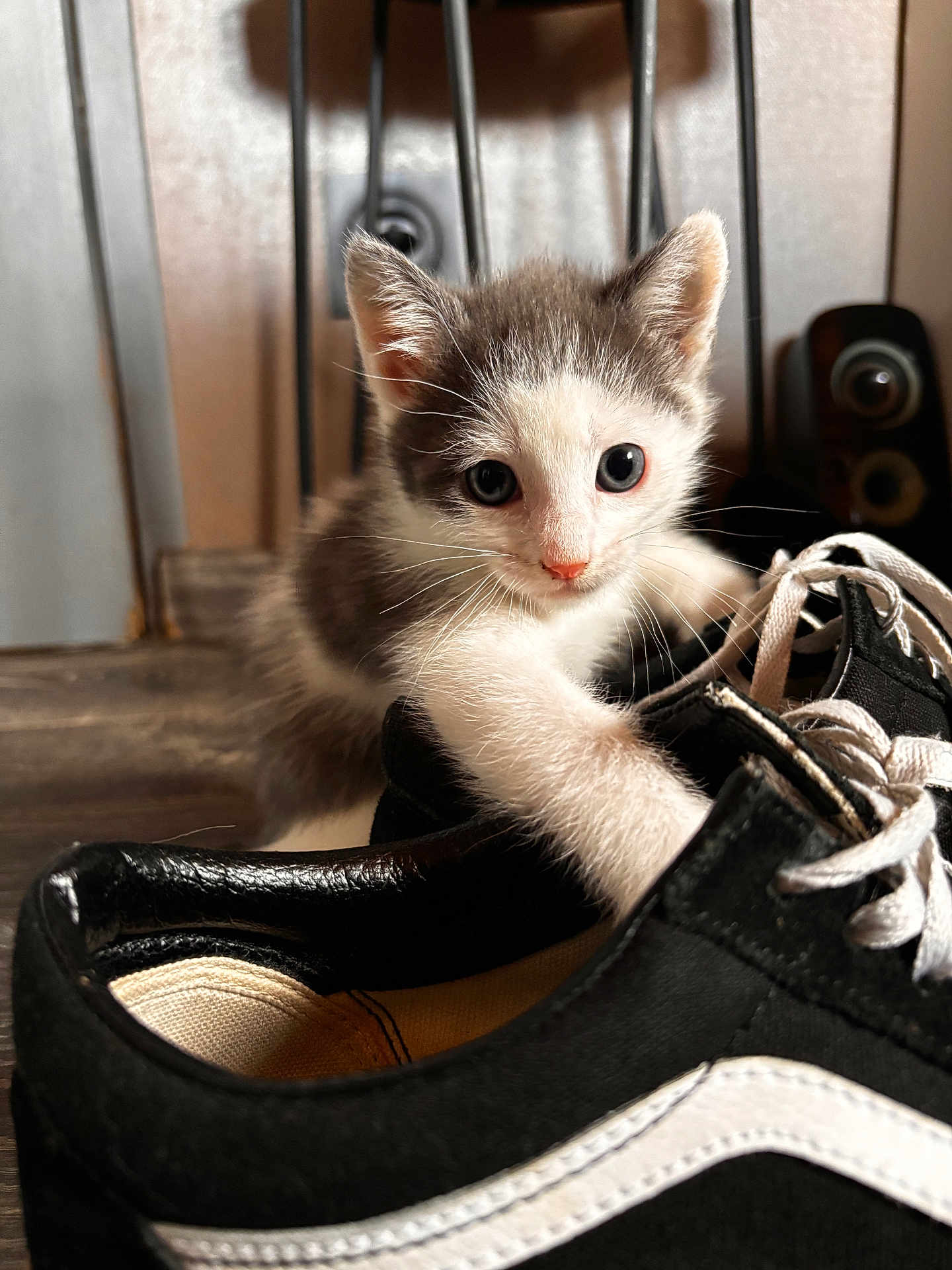 Astone participe au concours pour gagner de l'argent avec cette photo : kitten, cat, shoe, sneaker, black, white, curious, playful, indoor, wooden_floor, close_up, pet, animal, paw, feline, young, small, whiskers, ears, background