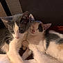 Astone participe au concours pour gagner de l'argent avec cette photo : cat, cats, kitten, sleeping, snuggling, fur, whiskers, pet, animal, cute, closeup, domestic, two_animals, resting, cozy, warm_light, indoor, companionship, peaceful, feline