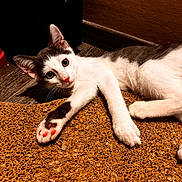 Astone a rejoint le concours — aidez-le/la à gagner de superbes lots ! cat, kitten, paw, pink_pads, white_fur, gray_fur, curious, stretching, mat, textured_surface, indoor, floor, wood_floor, brown, playful, animal, pet, relaxed, two_cats, close_up
