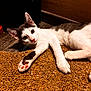 cat, kitten, paw, pink_pads, white_fur, gray_fur, curious, stretching, mat, textured_surface, indoor, floor, wood_floor, brown, playful, animal, pet, relaxed, two_cats, close_up