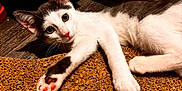 Astone a rejoint le concours — aidez-le/la à gagner de superbes lots ! cat, kitten, paw, pink_pads, white_fur, gray_fur, curious, stretching, mat, textured_surface, indoor, floor, wood_floor, brown, playful, animal, pet, relaxed, two_cats, close_up