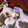 Astone a rejoint le concours — aidez-le/la à gagner de superbes lots ! cat, kitten, sleeping, snuggling, cozy, blanket, fur, pet, animal, domestic_cat, cute, resting, closeup, soft, indoor, two_animals, whiskers, gray_and_white, relaxed, companion