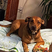 Ava joined the competition — help win amazing prizes! animal, blanket, brown_dog, collar, cord, dog, floor, furniture, home, indoor, laying_down, paw, pet, plant, potted_plant, relaxed, rope_toy, toy, wall, wooden_chair