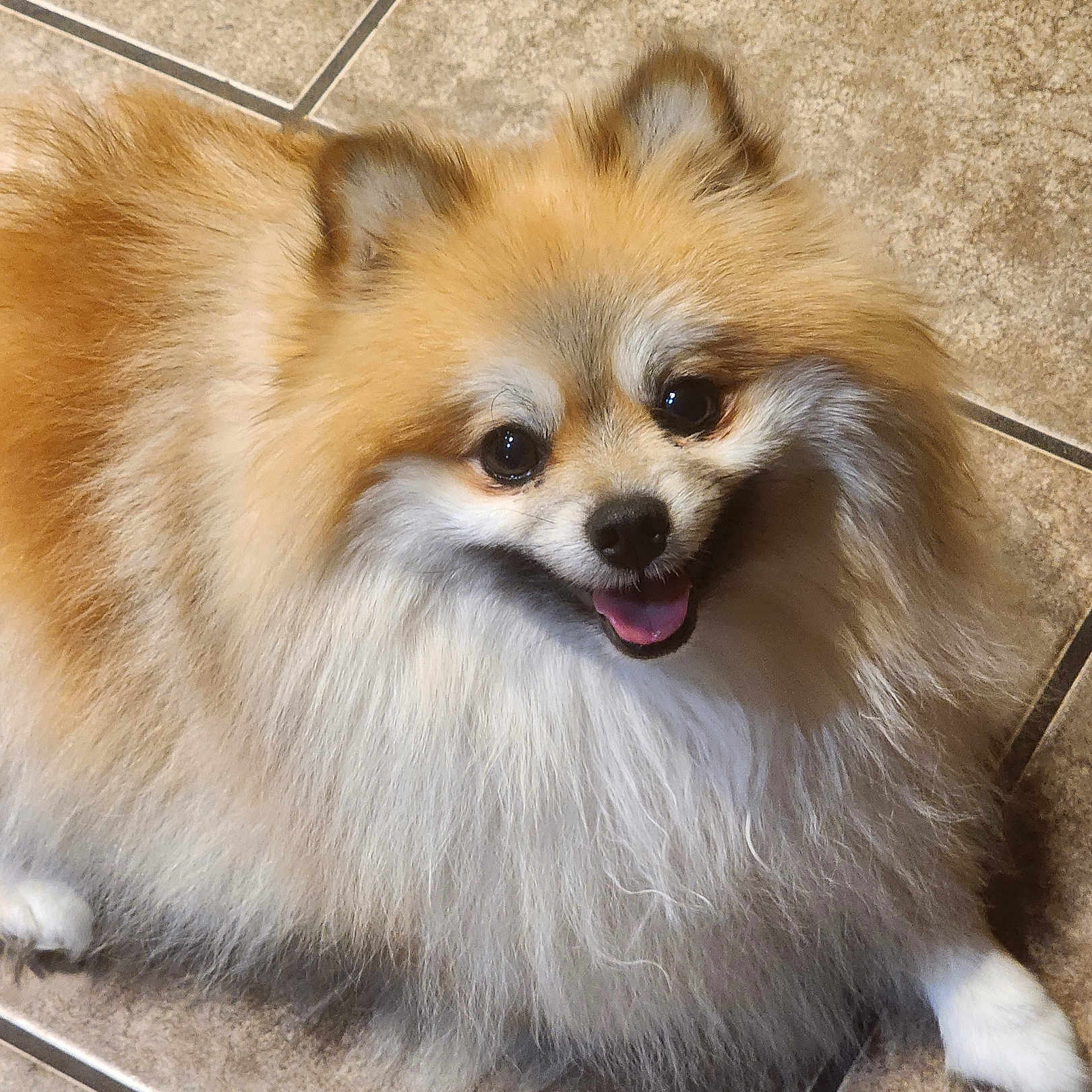 Maverick is registered to the contest to win money with this photo: adorable, animal, canine, companion, cute, dog, domestic_animal, floor, fluffy, friendly, fur, happy, indoor, pet, playful, pomeranian, portrait, small_dog, smiling, tile